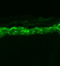 SCN9A / Nav1.7 Antibody (aa1751-1946, clone S68-6, Biotin)