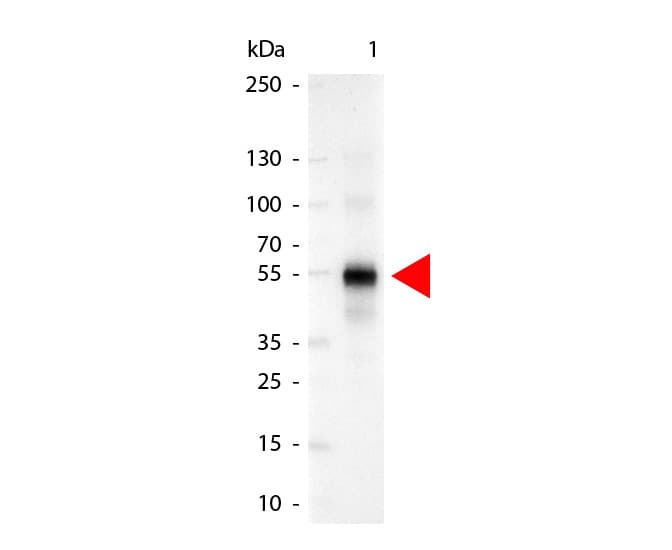 Polyclonal Goat Anti-Human IgG Secondary Antibody (AP, IHC, WB)