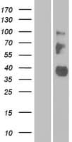 Human LRRC55 Protein (Over-Expression Lysate Myc-DDK (Flag))