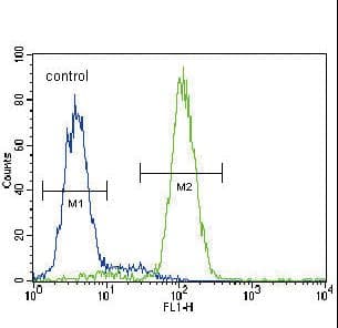 IHC-plus™ Polyclonal Rabbit anti-Human HMGCS2 / HMG-CoA Synthase 2 Antibody (aa478-508, IHC, WB)
