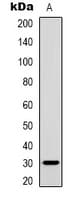 INHBC Antibody (Internal)