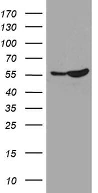 BAF60C / SMARCD3 Antibody (clone OTI4G3)
