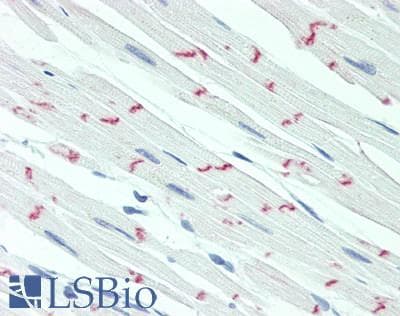 IHC-plus™ DSG2 / Desmoglein 2 Antibody