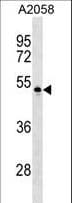 PVRL4 / Nectin 4 Antibody (aa239-266)