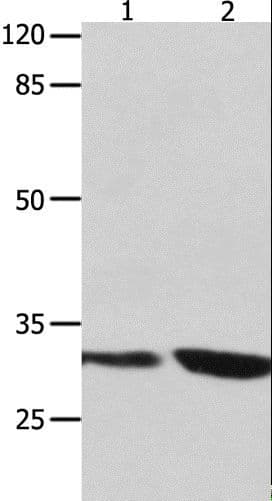 YWHAG / 14-3-3 Gamma Antibody