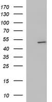 ZNF365 Antibody (aa108-407, clone OTI9H5)