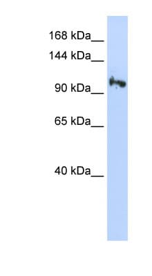 SMG5 Antibody (N-Terminus)
