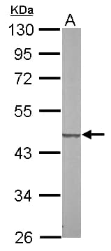 SUCLG2 Antibody (aa1-234)