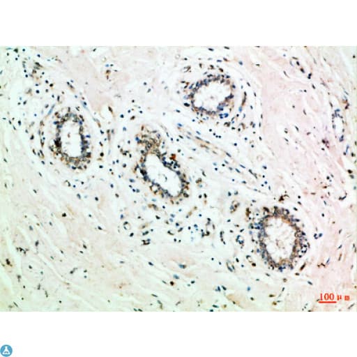 GRB7 Antibody (aa30-100)