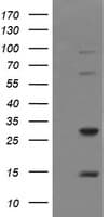 TRIM38 Antibody (clone OTI1B9)
