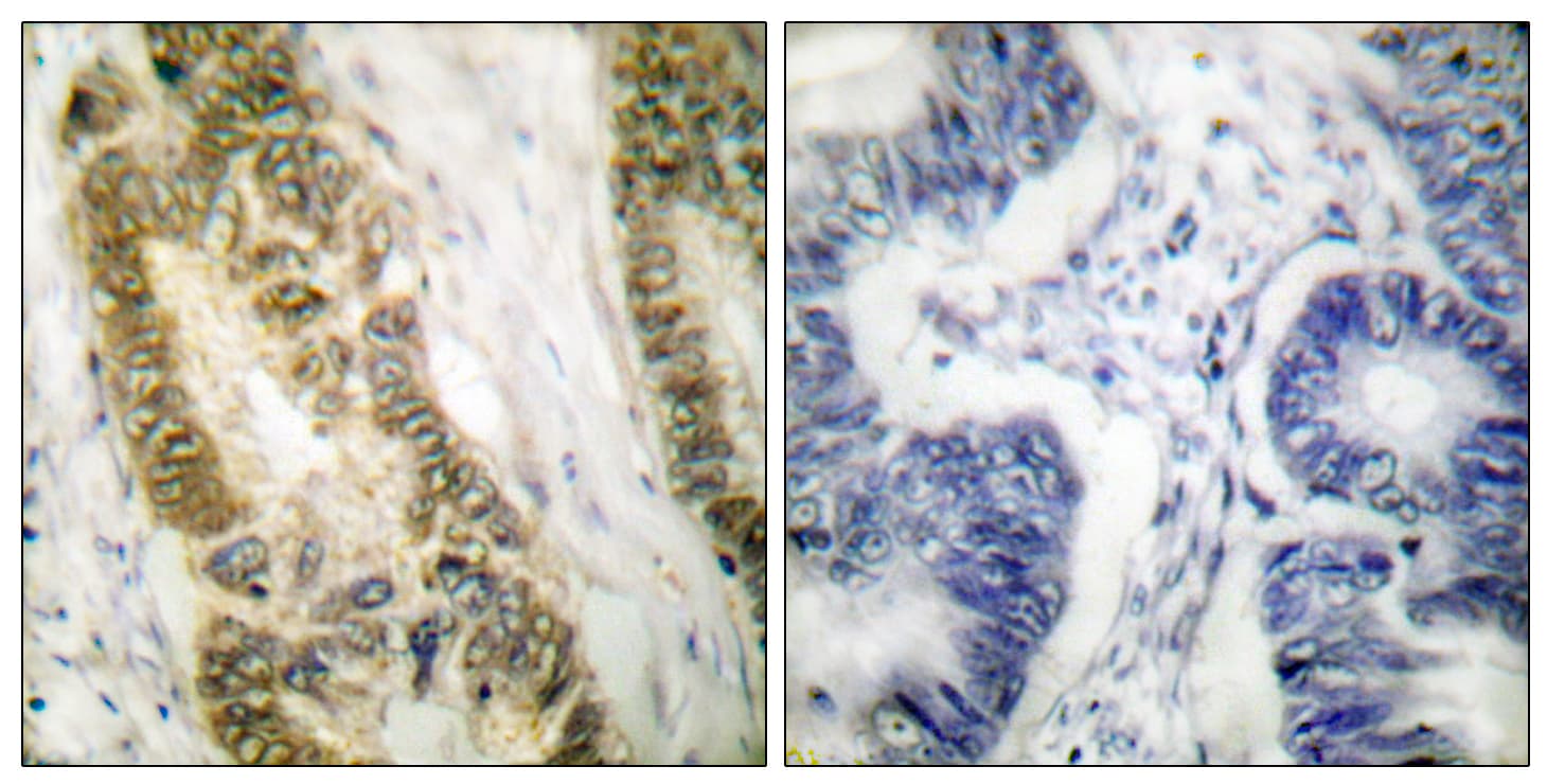 SP1 Antibody (aa706-755)