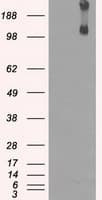 KDM4C / JMJD2C Antibody (clone OTI5B9)