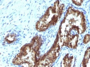 TDP2 / TTRAP Antibody (clone TDP2/1258, Azide-free, BSA-free)