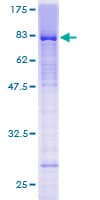Human LEF1 Protein (Recombinant GST)