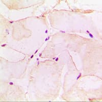 PGA5 / Pepsin A Antibody (Internal)