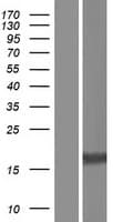Human MRGPRG Protein (Over-Expression Lysate Myc-DDK (Flag))