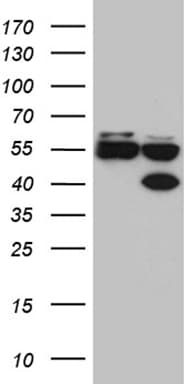 Monoclonal Mouse anti-Human FOXR1 Antibody (clone OTI5A5, WB)