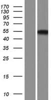 RBMS3 Protein (Over-Expression Lysate Myc-DDK (Flag))