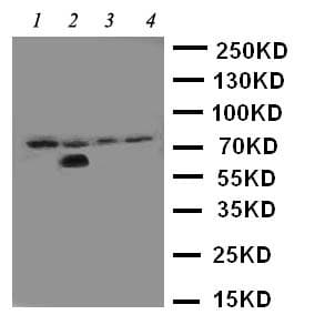 IRAK1 / IRAK Antibody (aa18-37)
