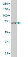 FBXL18 Antibody (clone 3H5)