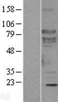 SHC4 Protein (Over-Expression Lysate Myc-DDK (Flag))