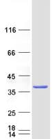 Human MBLAC2 Protein (Recombinant Myc-DDK (Flag))