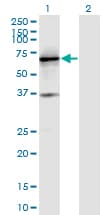 IHC-plus™ Monoclonal Mouse anti-Human PTPRN / IA-2 Antibody (clone 8E3, IHC, WB)