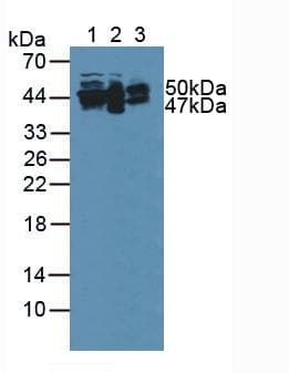 GFAP Antibody (aa253-354)