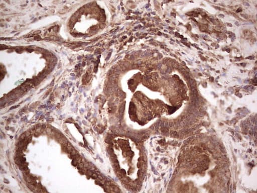 BHLHE41 / BHLHB3 / SHARP1 Antibody (aa1-297, clone OTI4E1, Carrier-free)