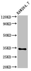 GAX / MEOX2 Antibody