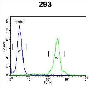 GLT8D2 Antibody (aa14-42)