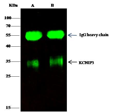 KCNIP3 / Dream / Calsenilin Antibody (Preservative Free)