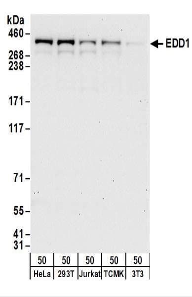 Polyclonal Rabbit anti-Human UBR5 Antibody (aa600-650, IHC, WB)