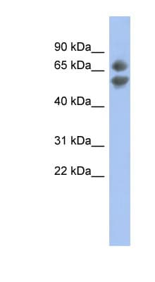 PDCD7 Antibody (C-Terminus)