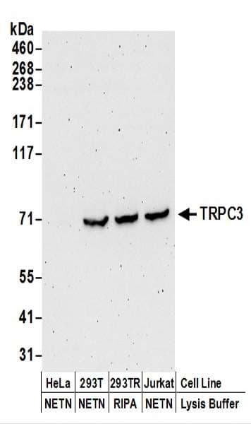 TRPC3 Antibody (aa275-325)