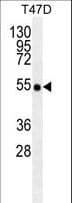 TRAF2 Antibody