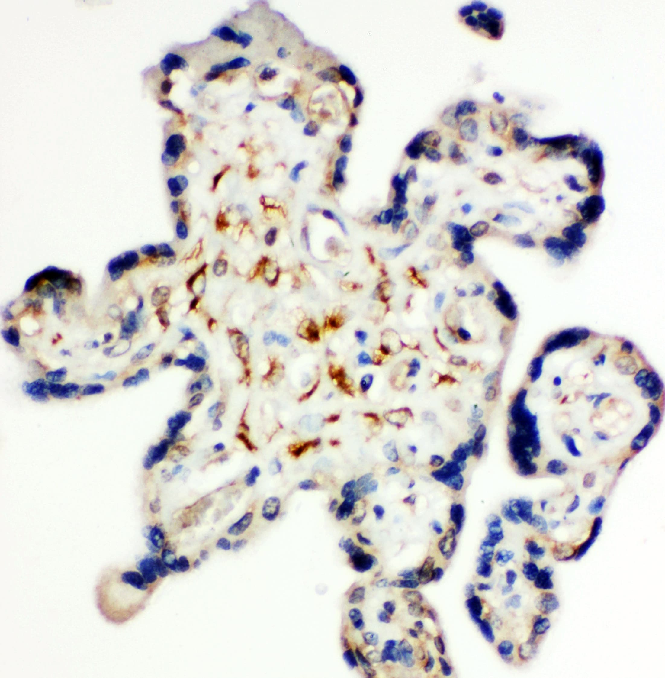 Polyclonal Rabbit anti-Mouse SDC3 / Syndecan 3 Antibody (aa45-60, IHC, WB)