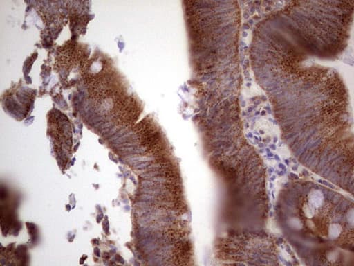 CDKL2 Antibody (aa291-493, clone OTI5D9, Carrier-free)