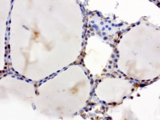 XRCC1 Antibody (clone UMAB40)
