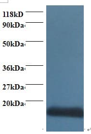 IHC-plus™ COX5A Antibody