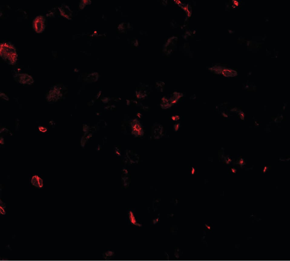 TFEB Antibody