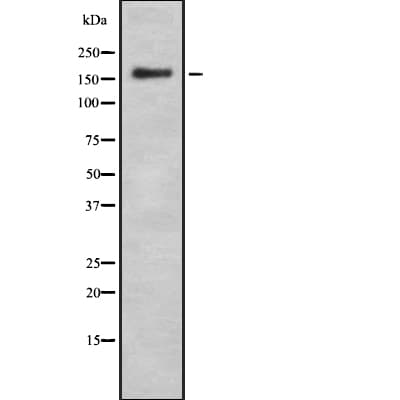 TNS1 / Tensin-1 Antibody