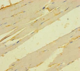Polyclonal Rabbit anti-Human TMEM82 Antibody