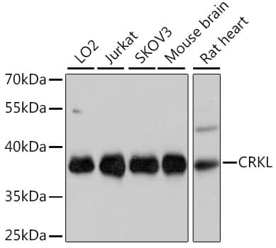 CRKL Antibody