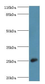 Calneuron-1 / CALN1 Antibody