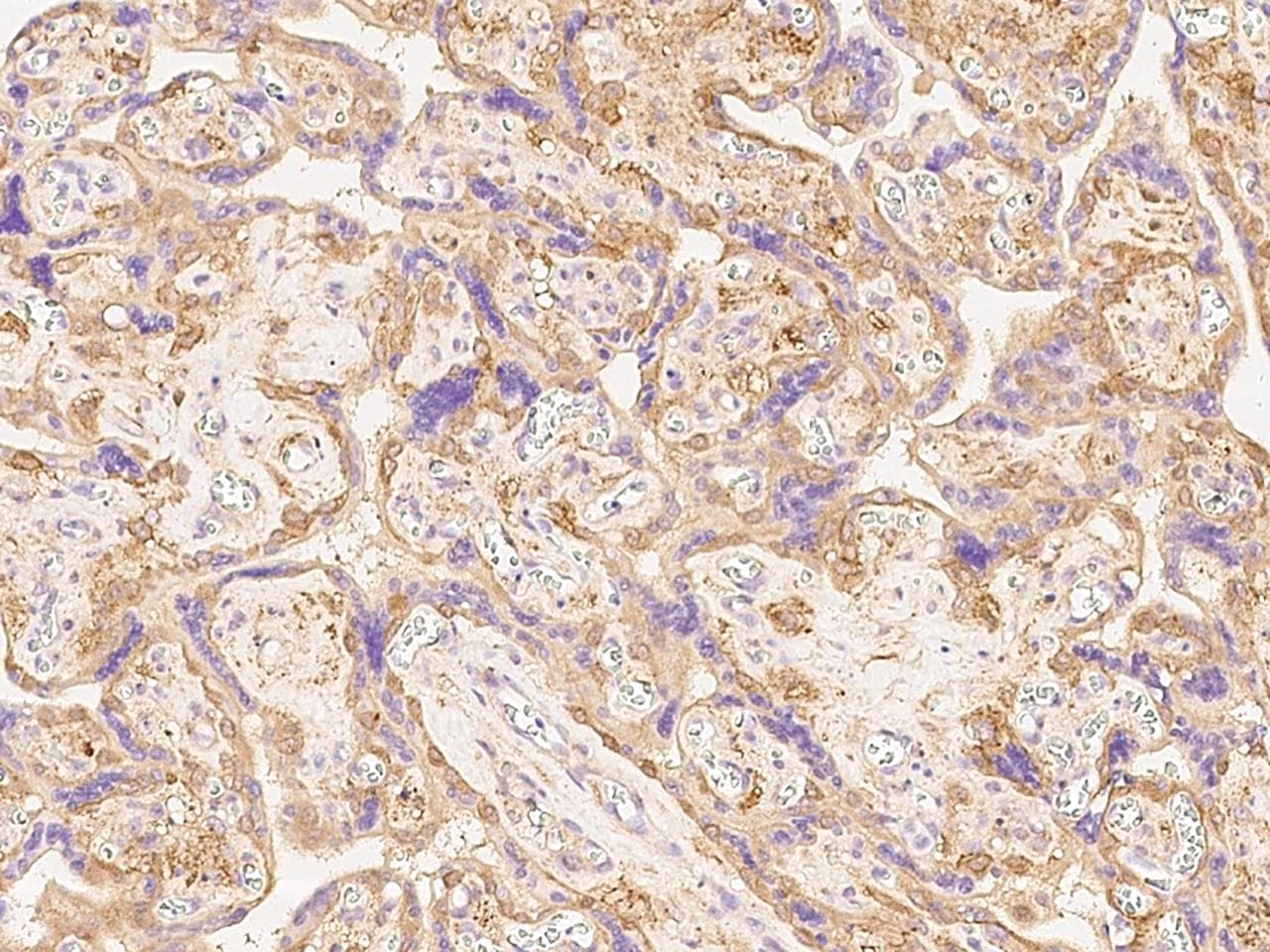 CD276 / B7-H3 Antibody (Preservative Free)
