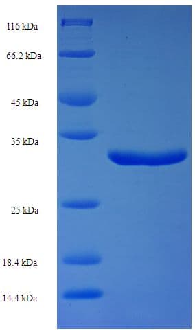 Streptomyces actuosus nosM Protein (Recombinant GST)