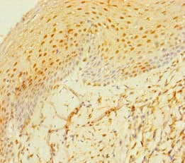 MS4A6E Antibody
