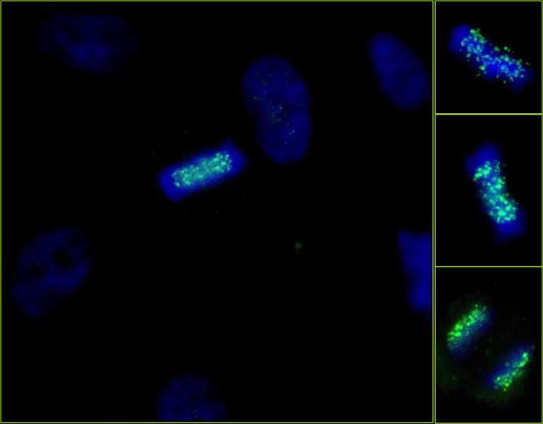 ZWINT Antibody (aa225-C-term)