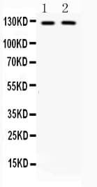 ITGAM / CD11b Antibody